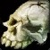 File:WoW inv misc bone orcskull 01.jpg