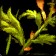 File:WoW inv misc herb 01.jpg